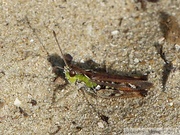 Myrmeleotettix maculatus, Gomphocère tacheté