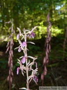 Corallorhiza mertensiana, Corallorhize de l'Ouest, Pacific coralroot