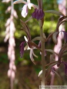 Corallorhiza mertensiana, Corallorhize de l'Ouest, Pacific coralroot