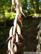 Corallorhiza mertensiana, Corallorhize de l'Ouest, Pacific coralroot