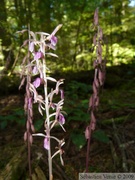 Corallorhiza mertensiana, Corallorhize de l'Ouest, Pacific coralroot