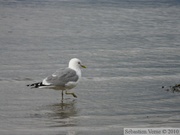 Goéland cendré, Mew gull, Larus canus