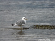 Goéland cendré, Mew gull, Larus canus