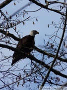 Haliaeetus leucocephalus, Bald eagle, Pygargue à tête blanche