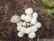 Champignons, Cheakamus Lake - Septembre 2008