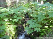 Devil's club, Oplopanax horridus, Cheakamus Lake - Septembre 2008