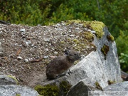 Ochotona princeps, Common Pika, Cheakamus Lake, Mai 2010