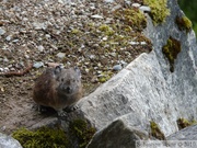 Ochotona princeps, Common Pika, Cheakamus Lake, Mai 2010