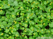 Yellow violets, Viola sp., heakamus Lake - Mai 2010