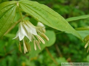 Hooker's Fairybells, Disporum hookeri, Cheakamus Lake - Mai 2010