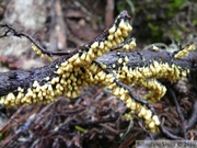 Léocarpe (?), Cheakamus Lake - Mai 2010