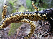 Léocarpe (?), Cheakamus Lake - Mai 2010