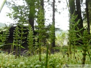 Mini-forêt de prêles, Cheakamus Lake - Mai 2010