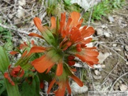 Pintbrush, Castilleja sp., Cheakamus Lake - Mai 2010