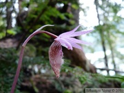 Calypso bulbosa, Fairyslipper, Cheakamus Lake - Mai 2010