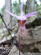 Calypso bulbosa, Fairyslipper, Cheakamus Lake - Mai 2010