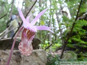 Calypso bulbosa, Fairyslipper (Amérique du Nord)