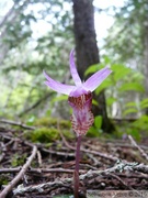 Calypso bulbosa, Fairyslipper, Cheakamus Lake - Mai 2010