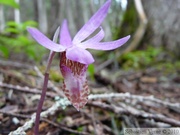 Calypso bulbosa, Fairyslipper, Cheakamus Lake - Mai 2010