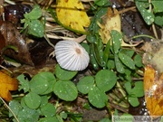 Coprinus disseminatus, Coprin disséminé