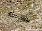 Onychogomphus forcipatus, Onychogomphe à pinces, mâle