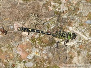 Onychogomphus forcipatus, Onychogomphe à pinces, mâle