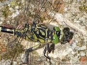 Onychogomphus forcipatus