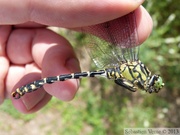 Onychogomphus forcipatus, Onychogomphe à pinces, mâle