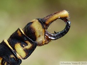 Onychogomphus forcipatus, Onychogomphe à pinces, mâle, Cercoïdes et lame supra-anale