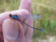 Erythromma viridulum, Naiade au Corps Vert