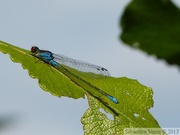 Erythromma viridulum, Naiade au Corps Vert