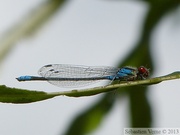 Erythromma viridulum, Naiade au Corps Vert