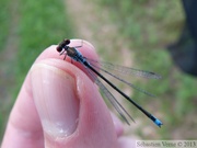 Erythromma viridulum, Naiade au Corps Vert