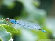 Erythromma viridulum, Naiade au Corps Vert