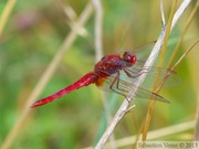 Crocothemis erythraea, Crocothémis écarlate