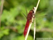 Crocothemis erythraea