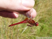 Crocothemis erythraea, Crocothémis écarlate