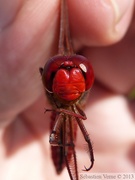 Crocothemis erythraea, Crocothémis écarlate