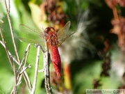 Crocothemis erythraea, Crocothémis écarlate