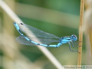 Enallagma cyathigerum, Agrion porte-coupe, mâle