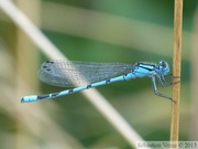 Enallagma cyathigerum, Agrion porte-coupe, mâle