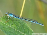 Enallagma cyathigerum, Agrion porte-coupe, femelle