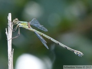 Chalcolestes viridis, Leste vert, femelle