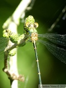 Chalcolestes viridis, Leste vert, mâle