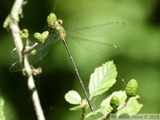 Chalcolestes viridis, Leste vert, mâle