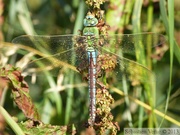 Anax imperator, anax empereur, mâle