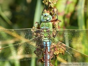 Anax imperator, anax empereur, mâle