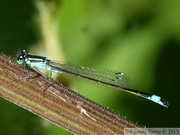 Ischnura elegans, l'Agrion élégant, mâle