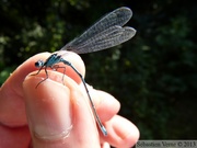 Coenagrion pulchellum, l'Agrion joli, mâle