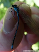 Coenagrion pulchellum, l'Agrion joli, mâle